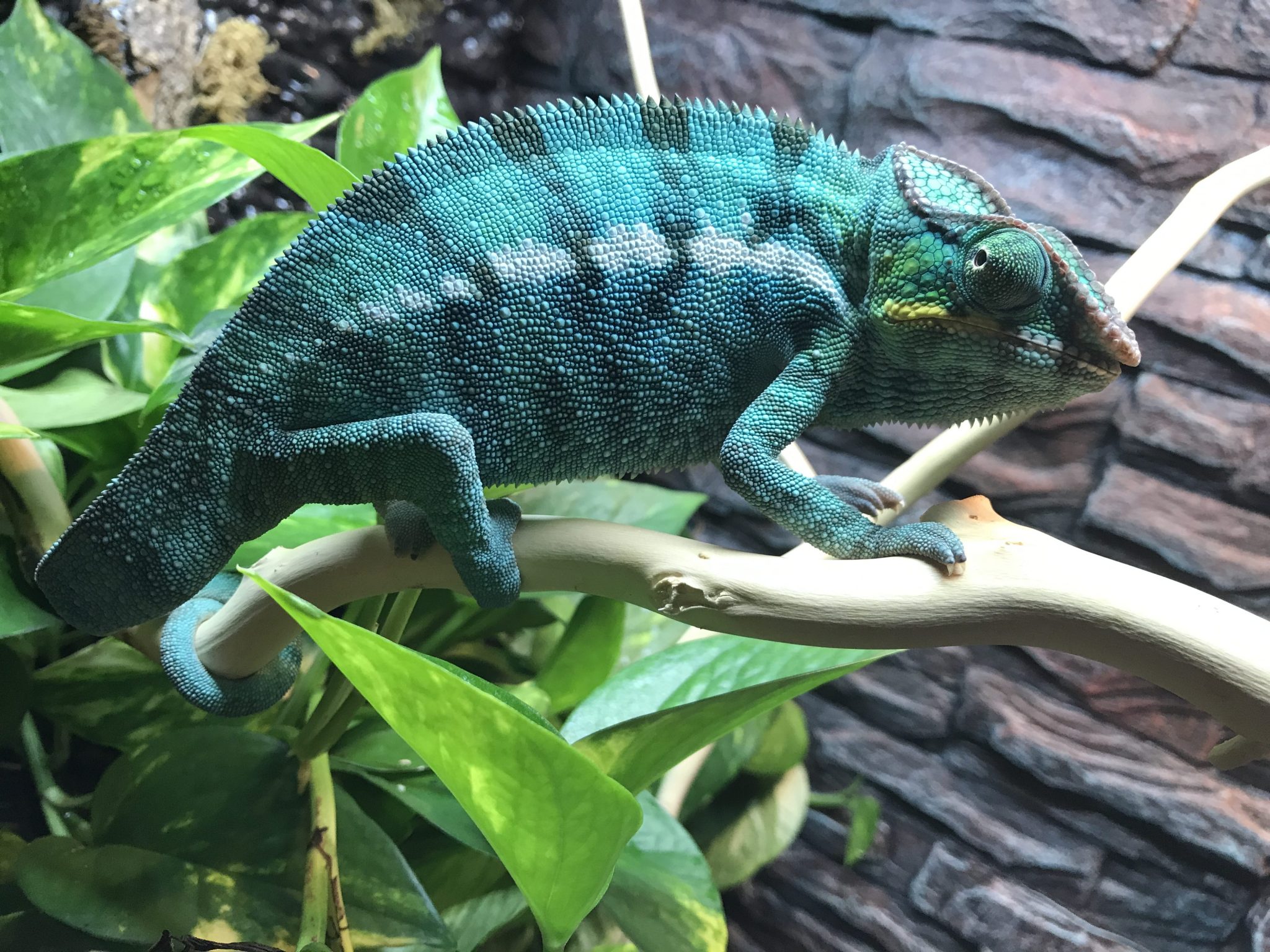 Nosy Be Panther Chameleon Breeders For Sale Chromatic Chameleons
