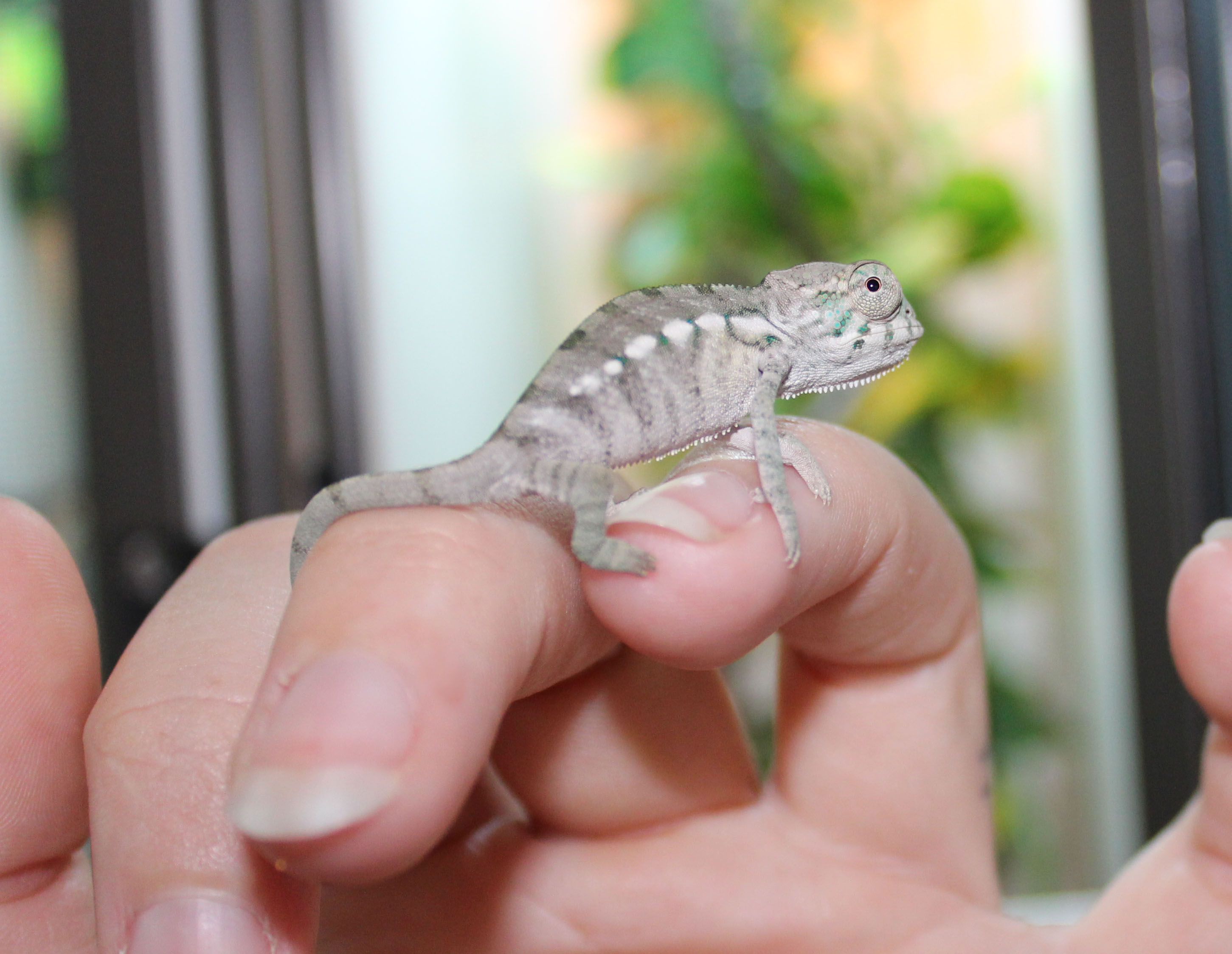 Panther Chameleons For Sale Ambilobe, Ambanja And Nosy Be