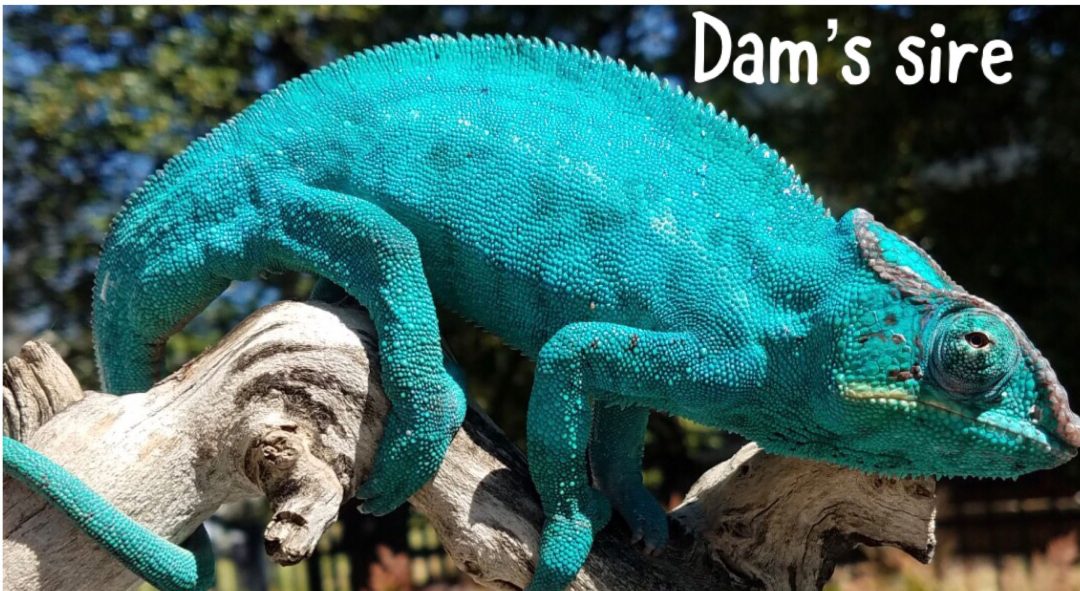 Nosy Be Panther Chameleon For Sale - Chromatic Chameleons