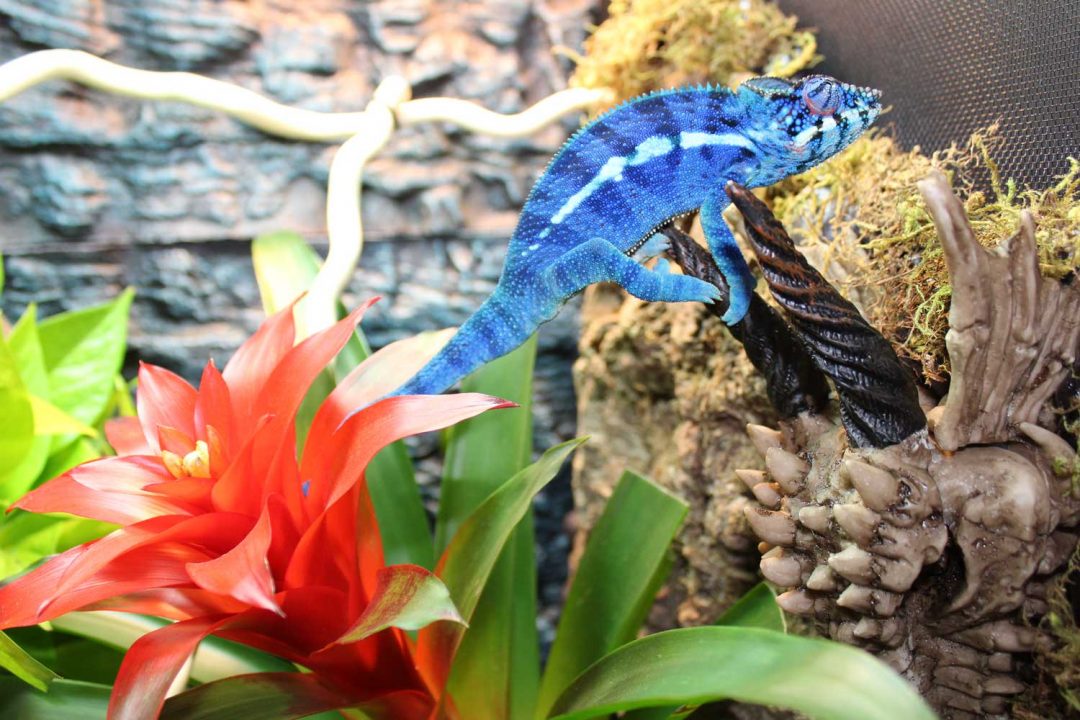 Ambanja Panther Chameleons For Sale - Chromatic Chameleons