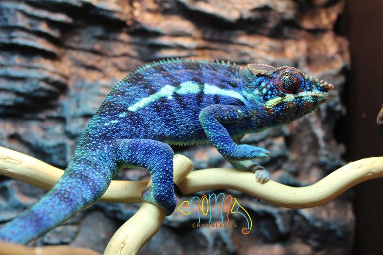 Ambanja Panther Chameleons For Sale - Chromatic Chameleons