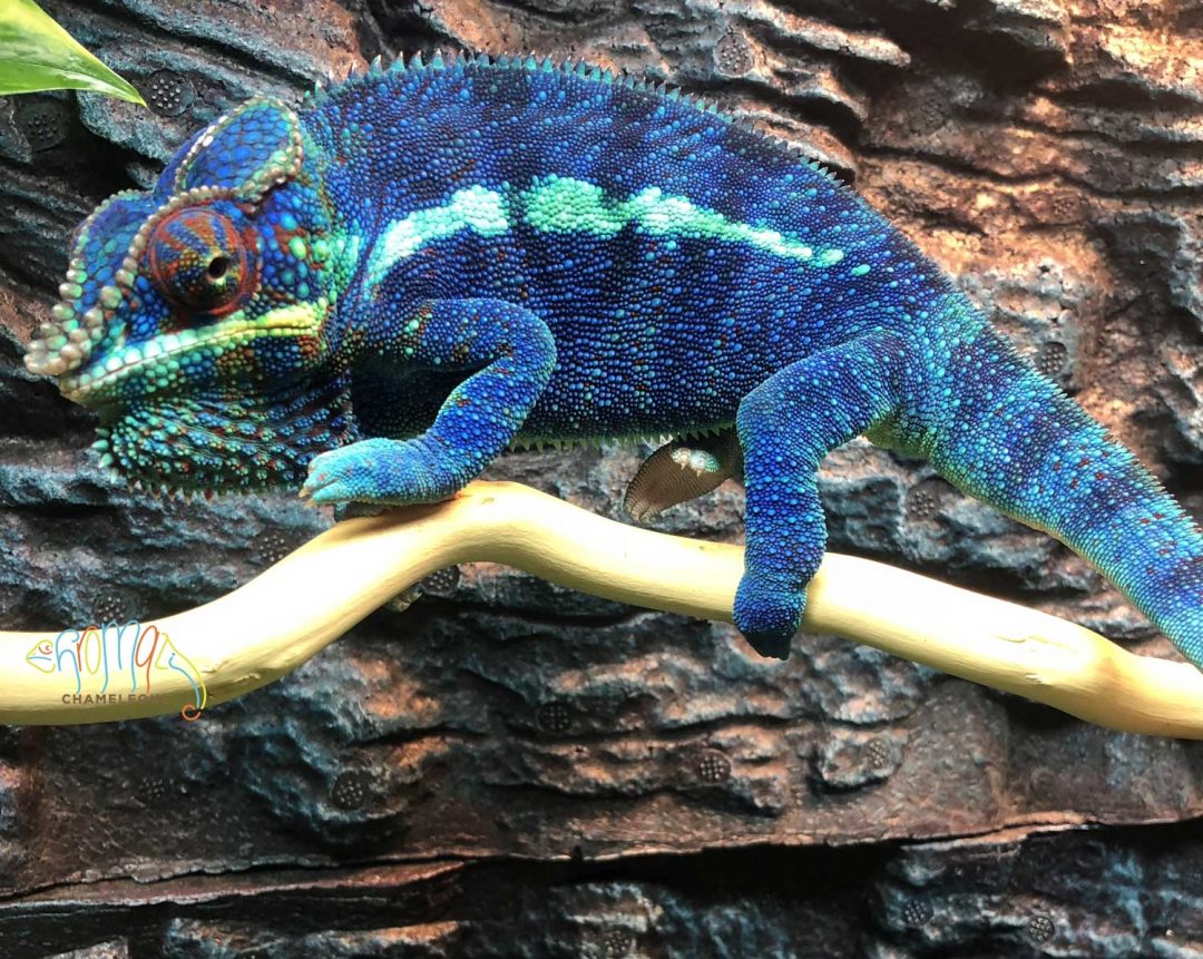 Neptune - Ambanja Panther Chameleons - Chromatic Chameleons