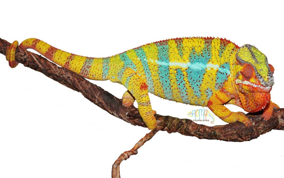 Ambilobe Panther Chameleons For Sale - Chromatic Chameleons