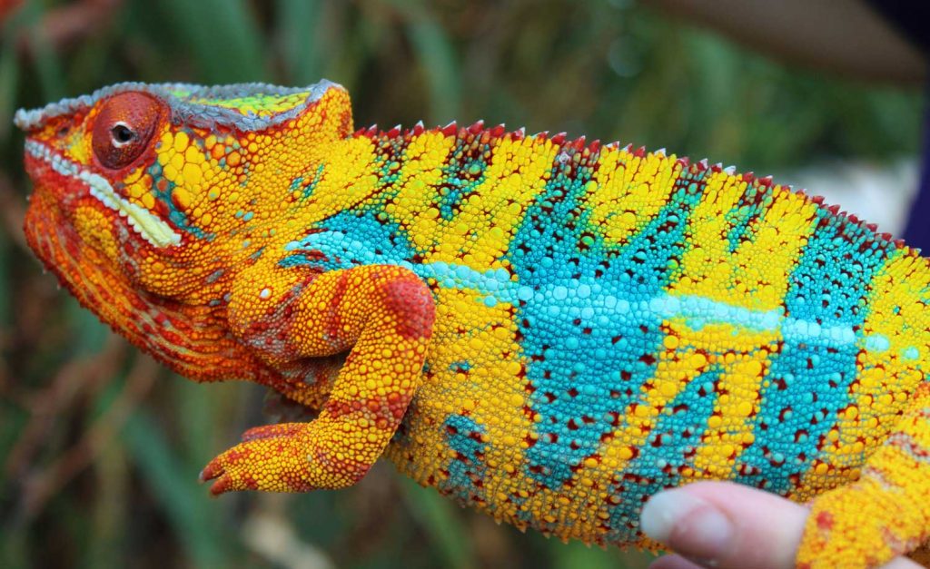 Ambilobe Panther Chameleons For Sale - Chromatic Chameleons