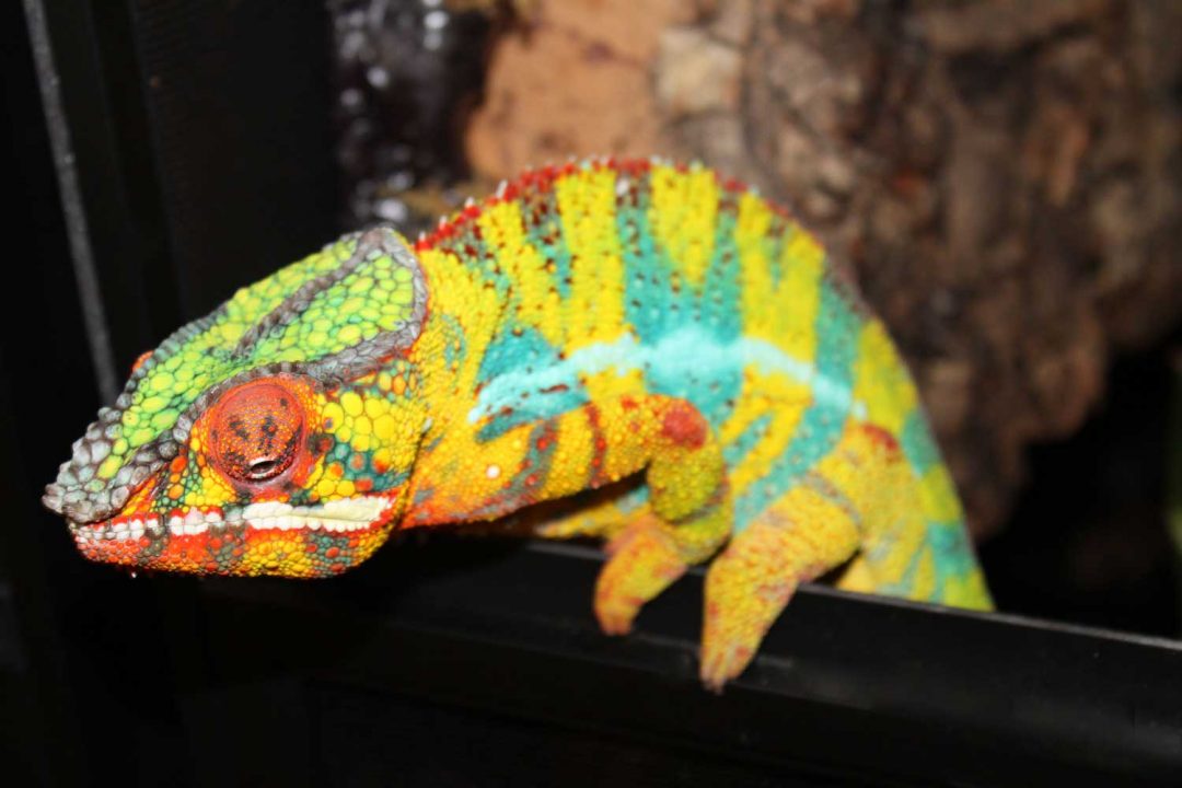 Ambilobe Panther Chameleons For Sale - Chromatic Chameleons