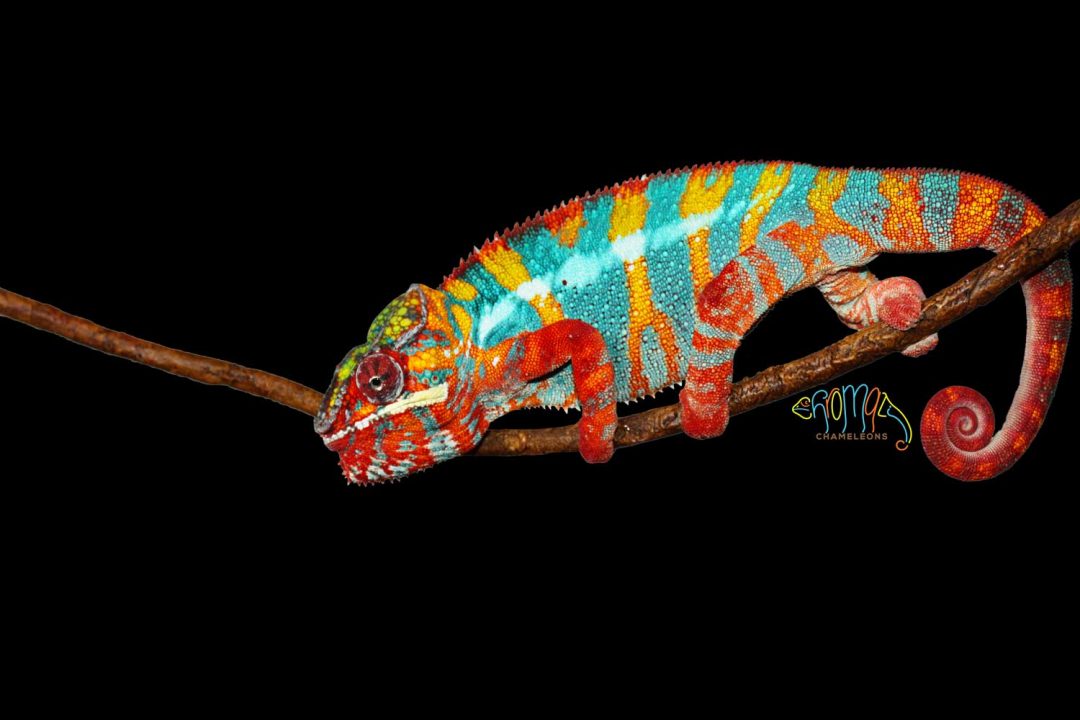 Sires - Chromatic Chameleons