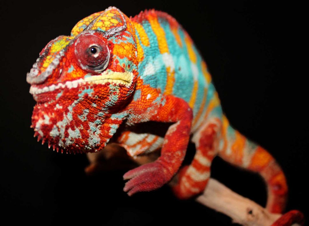 Ambilobe Panther Chameleons For Sale - Chromatic Chameleons