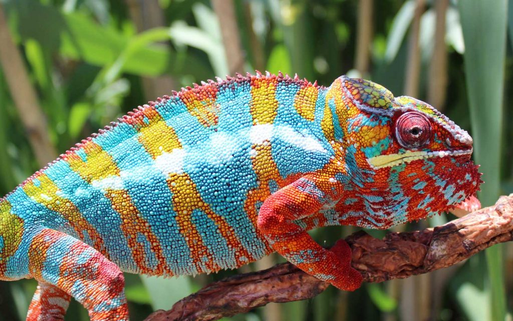 Ambilobe Panther Chameleons For Sale - Chromatic Chameleons