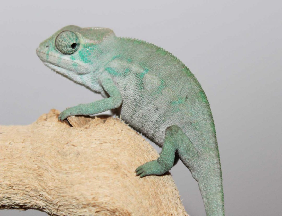 Nosy Be Panther Chameleon For Sale - Chromatic Chameleons