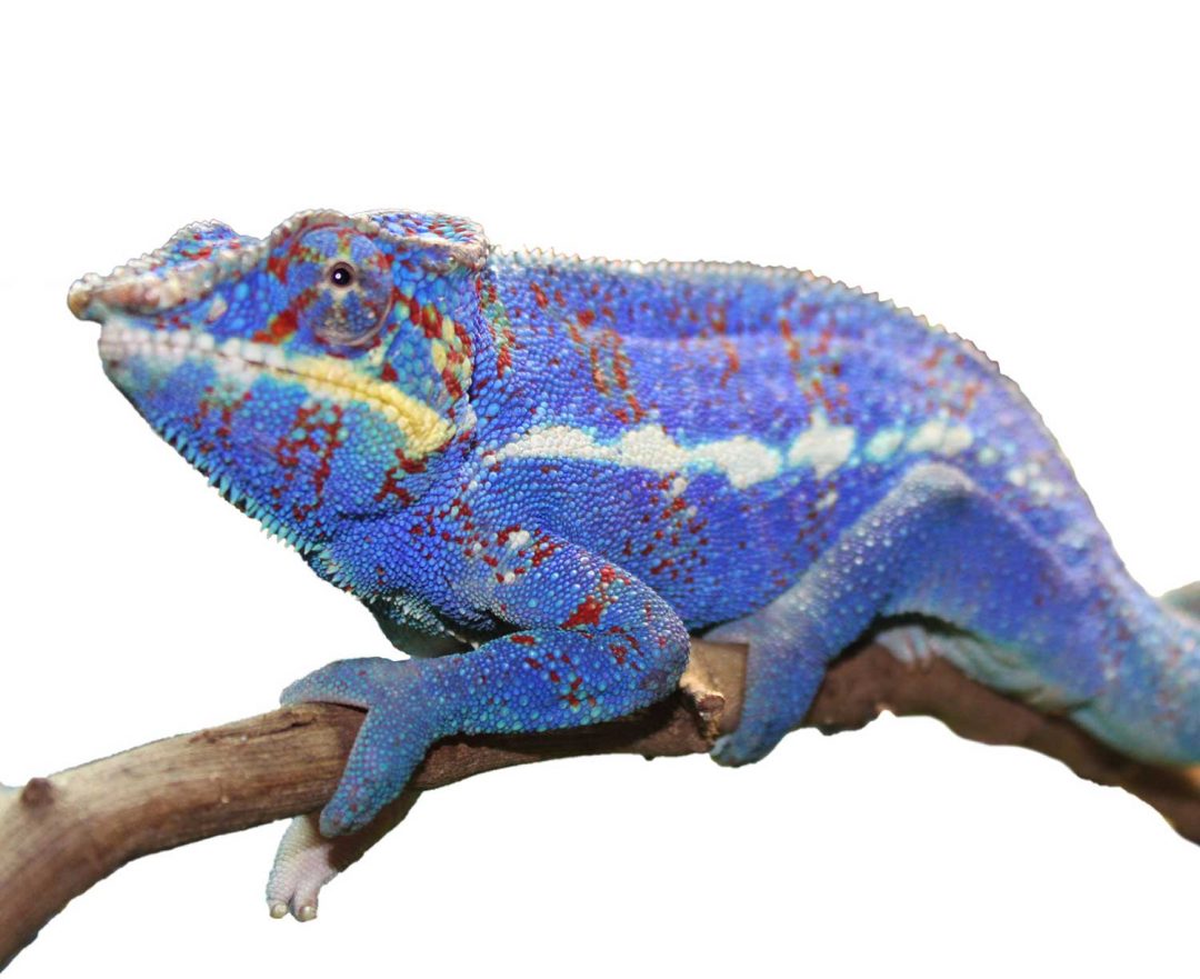 Ambanja Panther Chameleons For Sale - Chromatic Chameleons