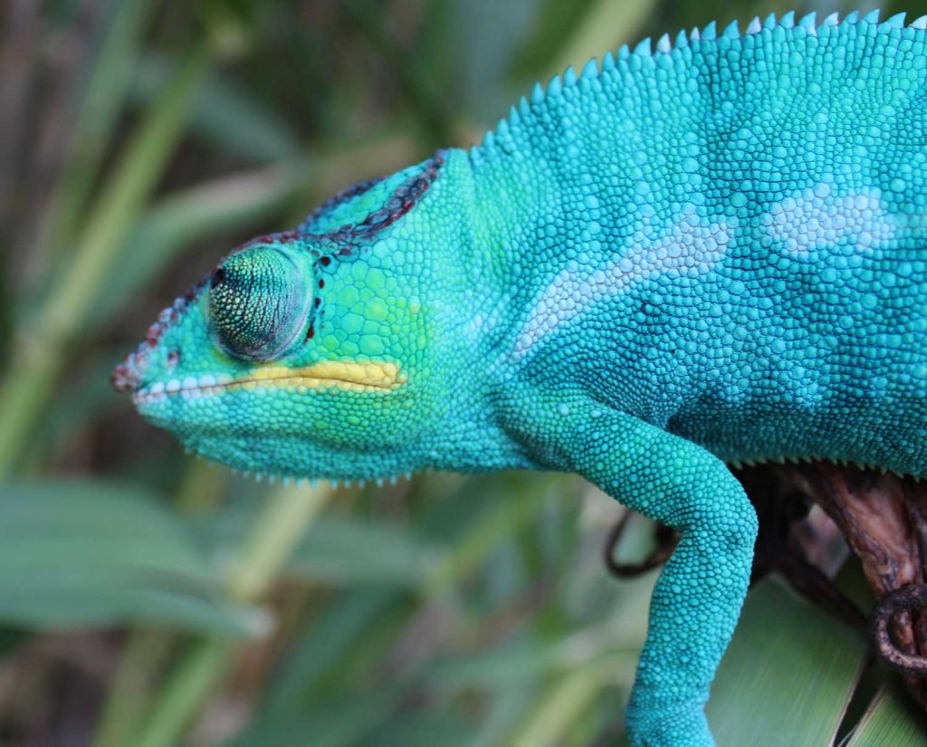 Nosy Be Panther Chameleons - Chromatic Chameleons