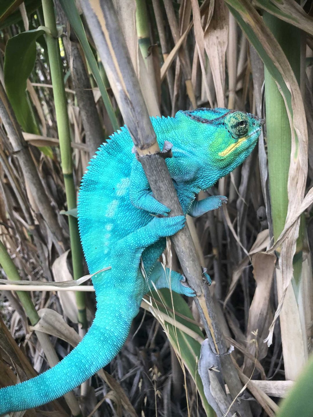 Nosy Be Panther Chameleons - Chromatic Chameleons