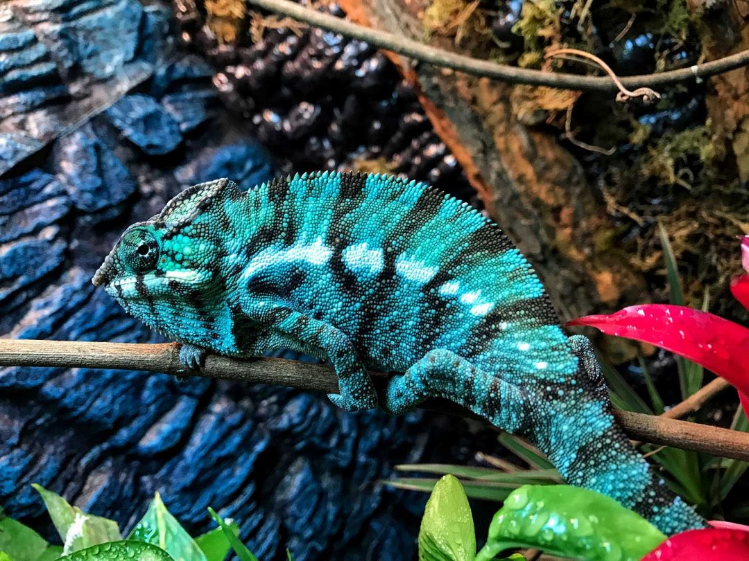 Nosy Be Panther Chameleons - Chromatic Chameleons