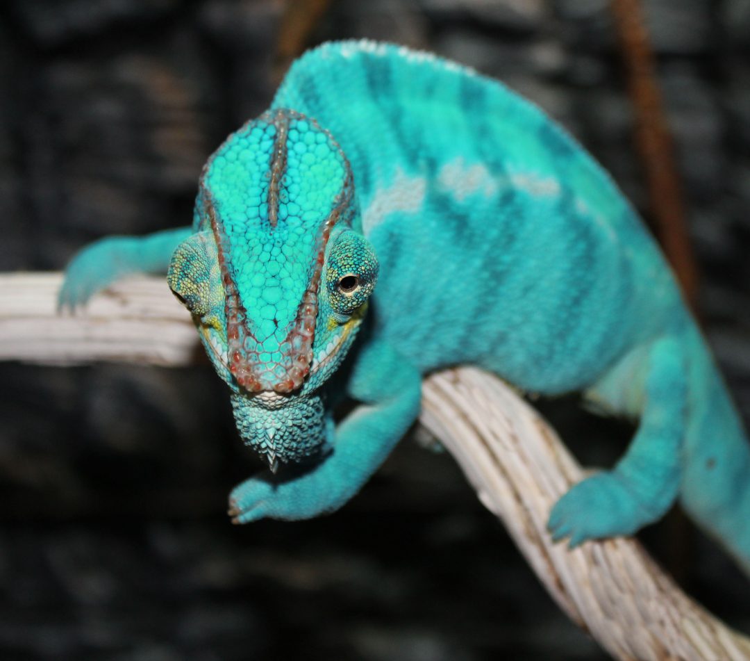 Nosy Be Panther Chameleons - Chromatic Chameleons