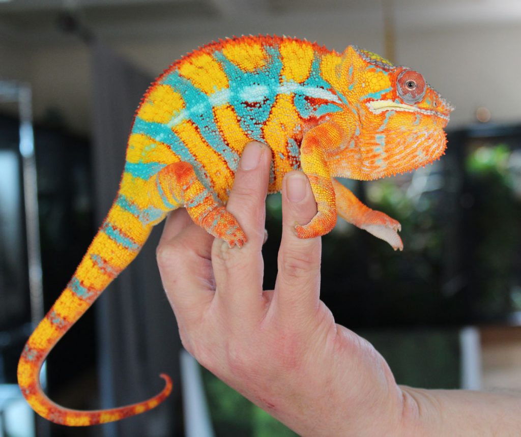 Ambilobe Panther Chameleons For Sale - Chromatic Chameleons