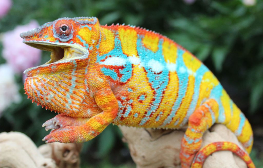 Ambilobe Panther Chameleons For Sale - Chromatic Chameleons