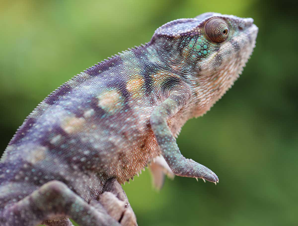 Panther Chameleons For Sale - Chromatic Chameleons