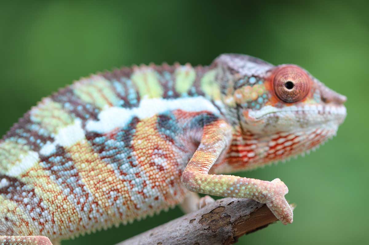 Panther Chameleons For Sale - Chromatic Chameleons