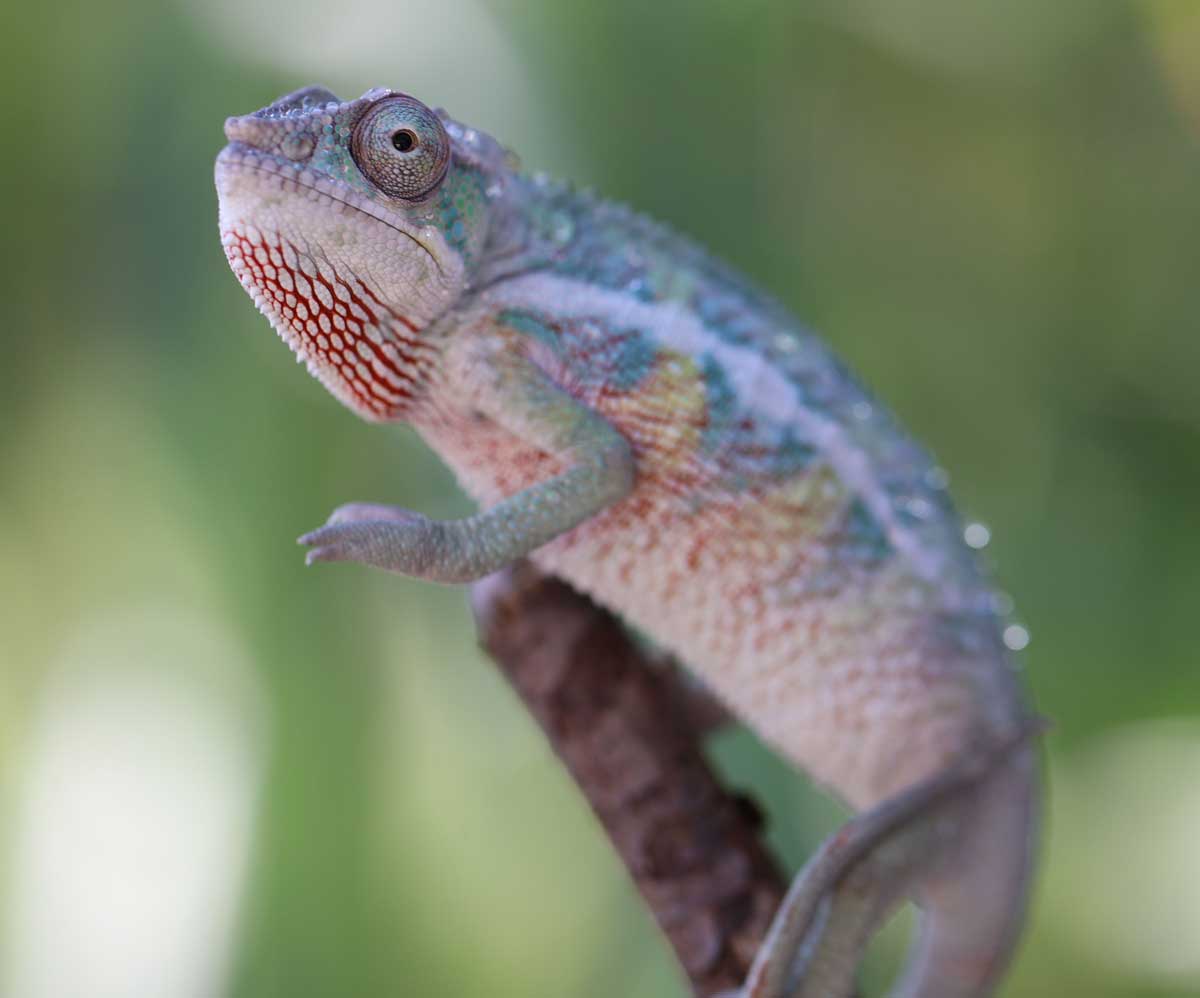 Panther Chameleons For Sale - Chromatic Chameleons