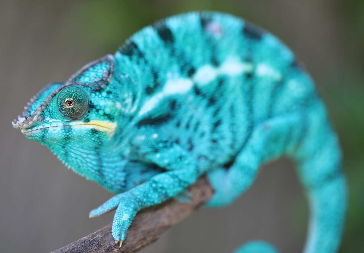 Panther Chameleon For Sale - Chromatic Chameleons