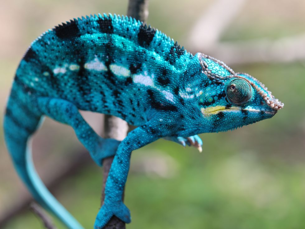 Nosy Be Panther Chameleons - Chromatic Chameleons