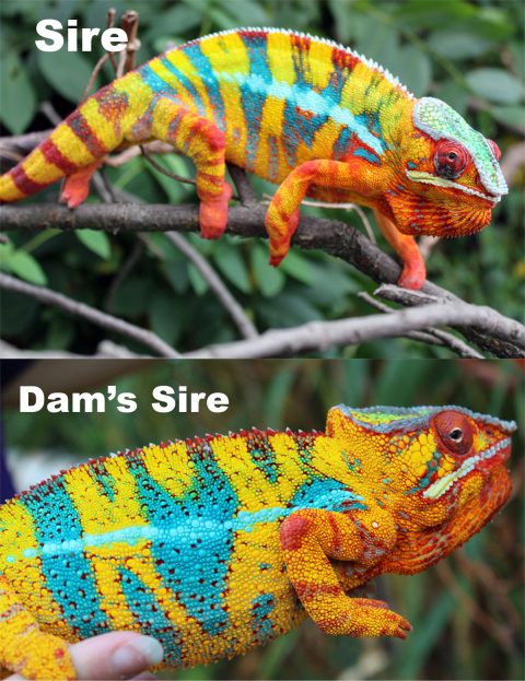 Panther Chameleons For Sale - Chromatic Chameleons