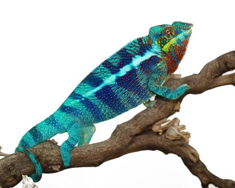 ambanja panther chameleons nibiru