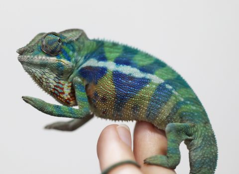 Panther Chameleons For Sale - Chromatic Chameleons