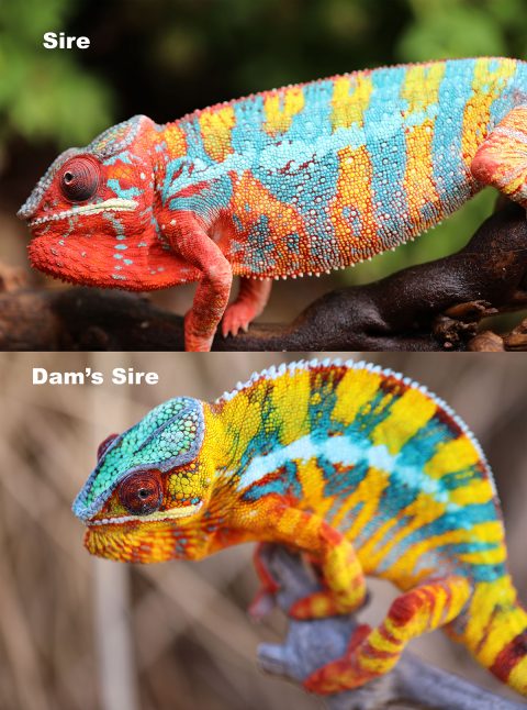 Panther Chameleons For Sale - Chromatic Chameleons