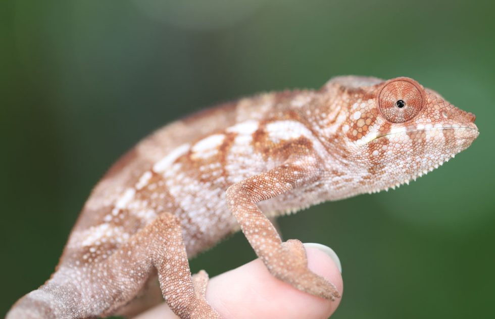 Panther Chameleons For Sale - Chromatic Chameleons