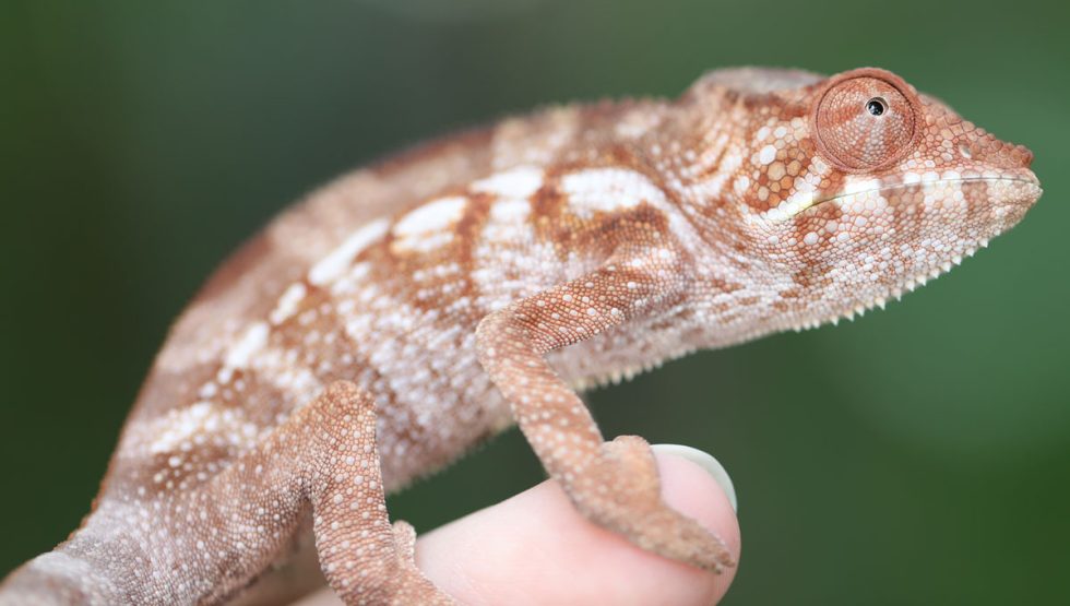 Panther Chameleons For Sale - Chromatic Chameleons