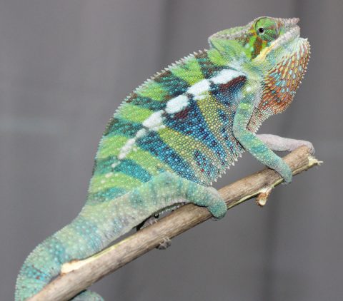 Panther Chameleons For Sale - Chromatic Chameleons