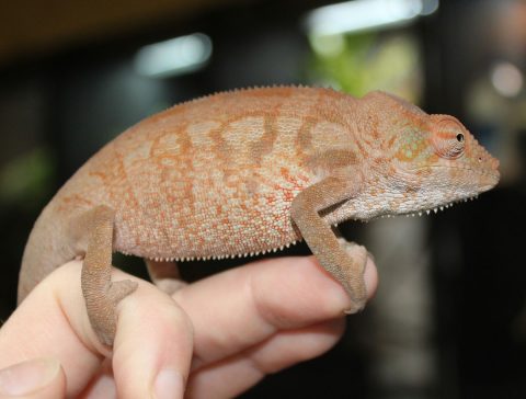 Panther Chameleons For Sale - Chromatic Chameleons