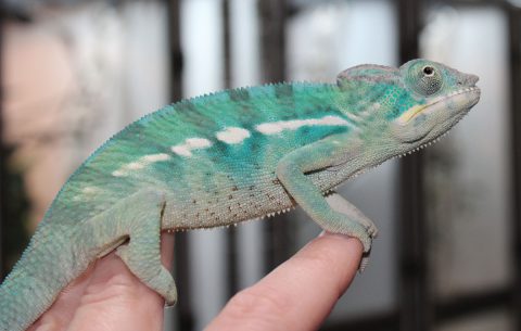 Panther Chameleons For Sale - Chromatic Chameleons