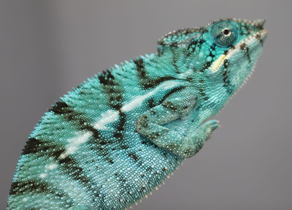 Panther Chameleons For Sale - Chromatic Chameleons