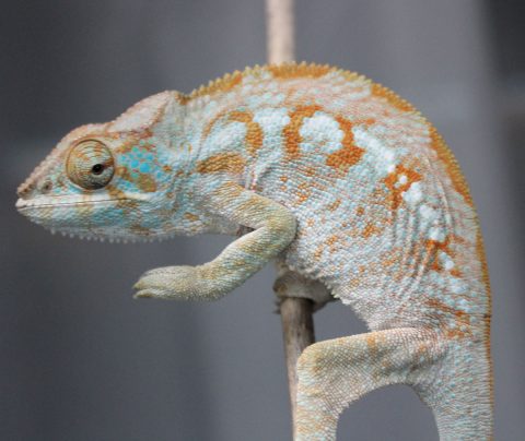 Panther Chameleons For Sale - Chromatic Chameleons