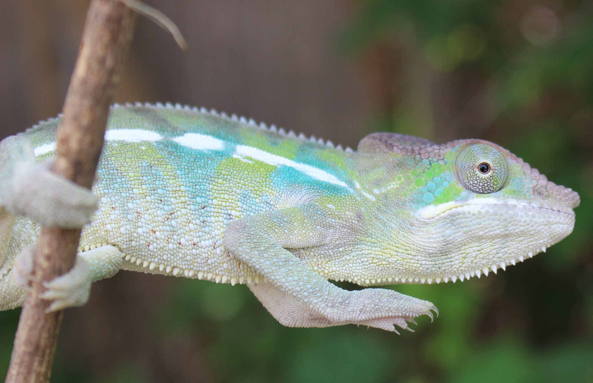 Panther Chameleons For Sale - Chromatic Chameleons