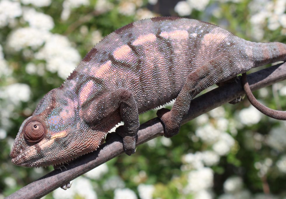 Panther Chameleon For Sale - Chromatic Chameleons