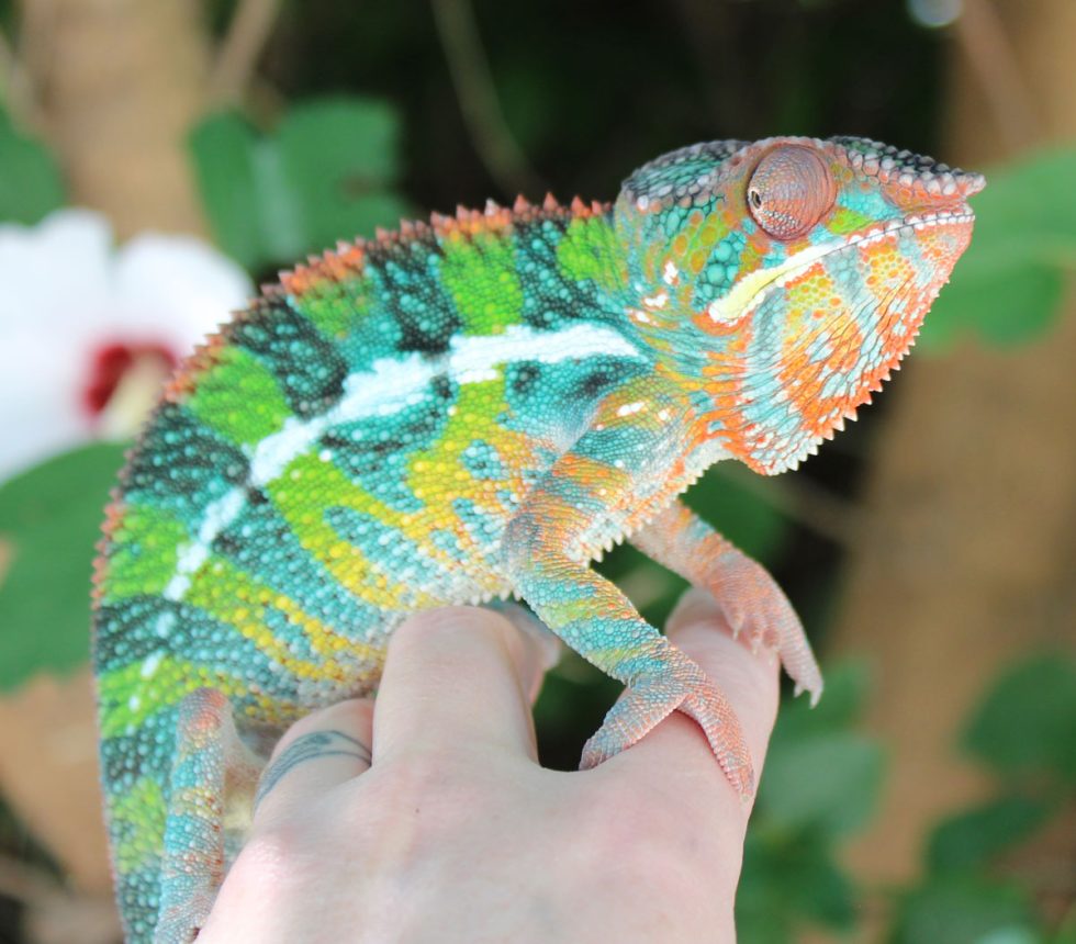 Panther Chameleons For Sale - Chromatic Chameleons