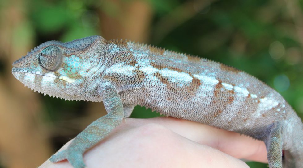 Panther Chameleons For Sale - Chromatic Chameleons