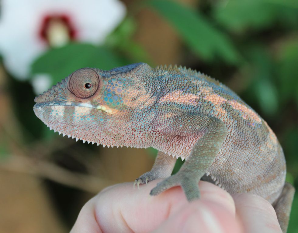 Panther Chameleons For Sale - Chromatic Chameleons