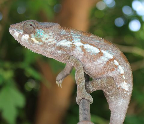 Panther Chameleons For Sale - Chromatic Chameleons