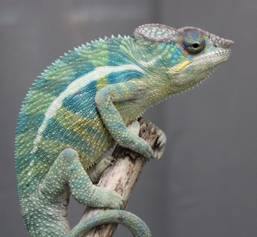 Panther Chameleons For Sale - Chromatic Chameleons