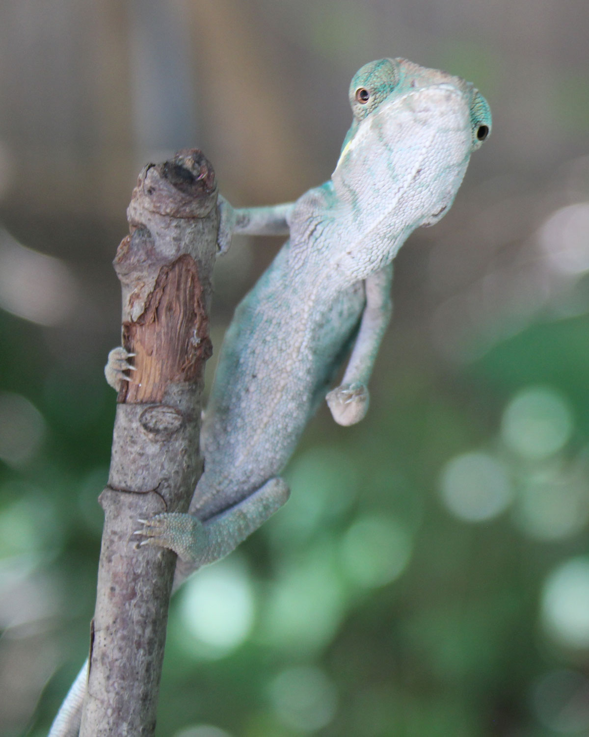 Panther Chameleons For Sale - Chromatic Chameleons