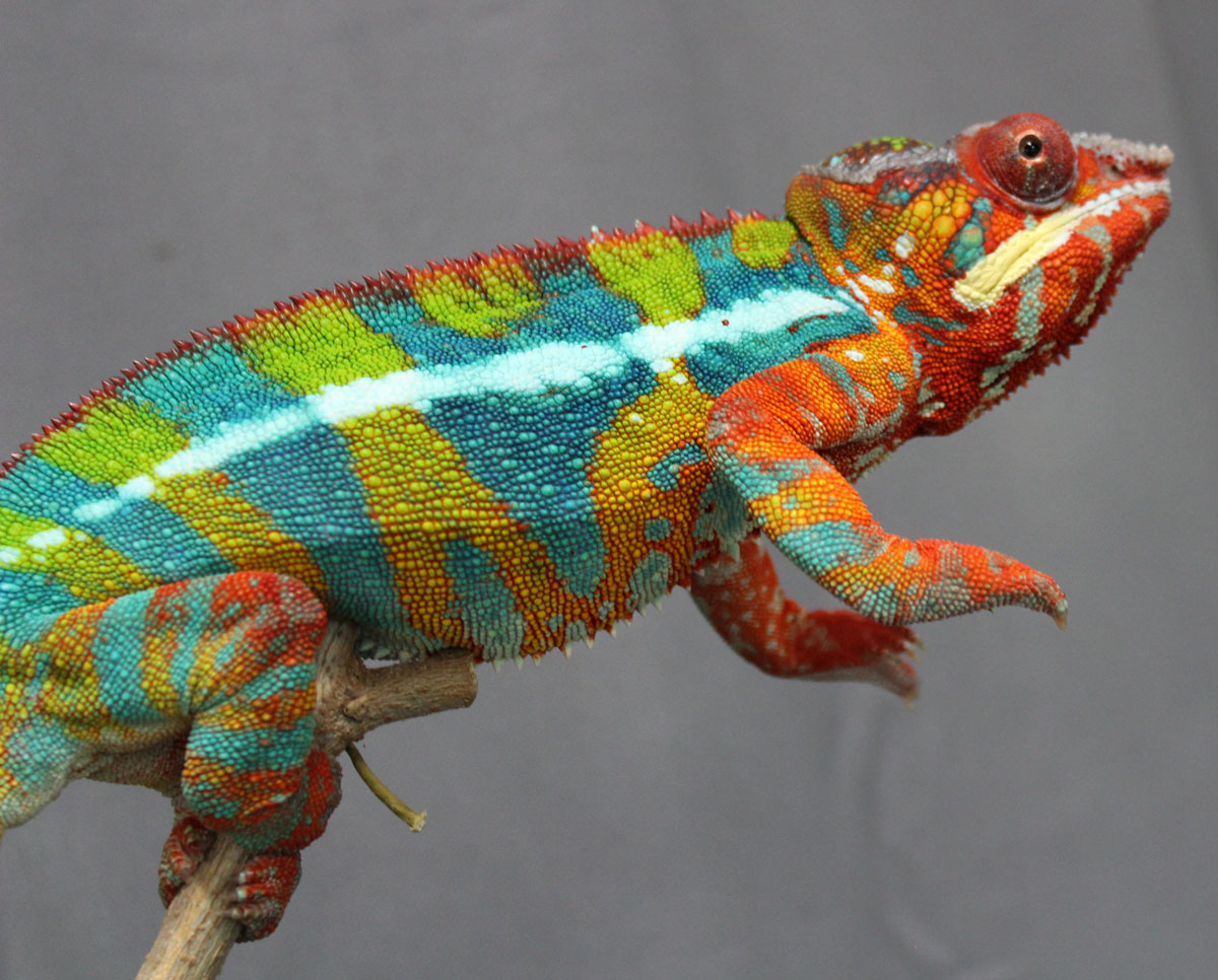 Panther Chameleons For Sale - Chromatic Chameleons