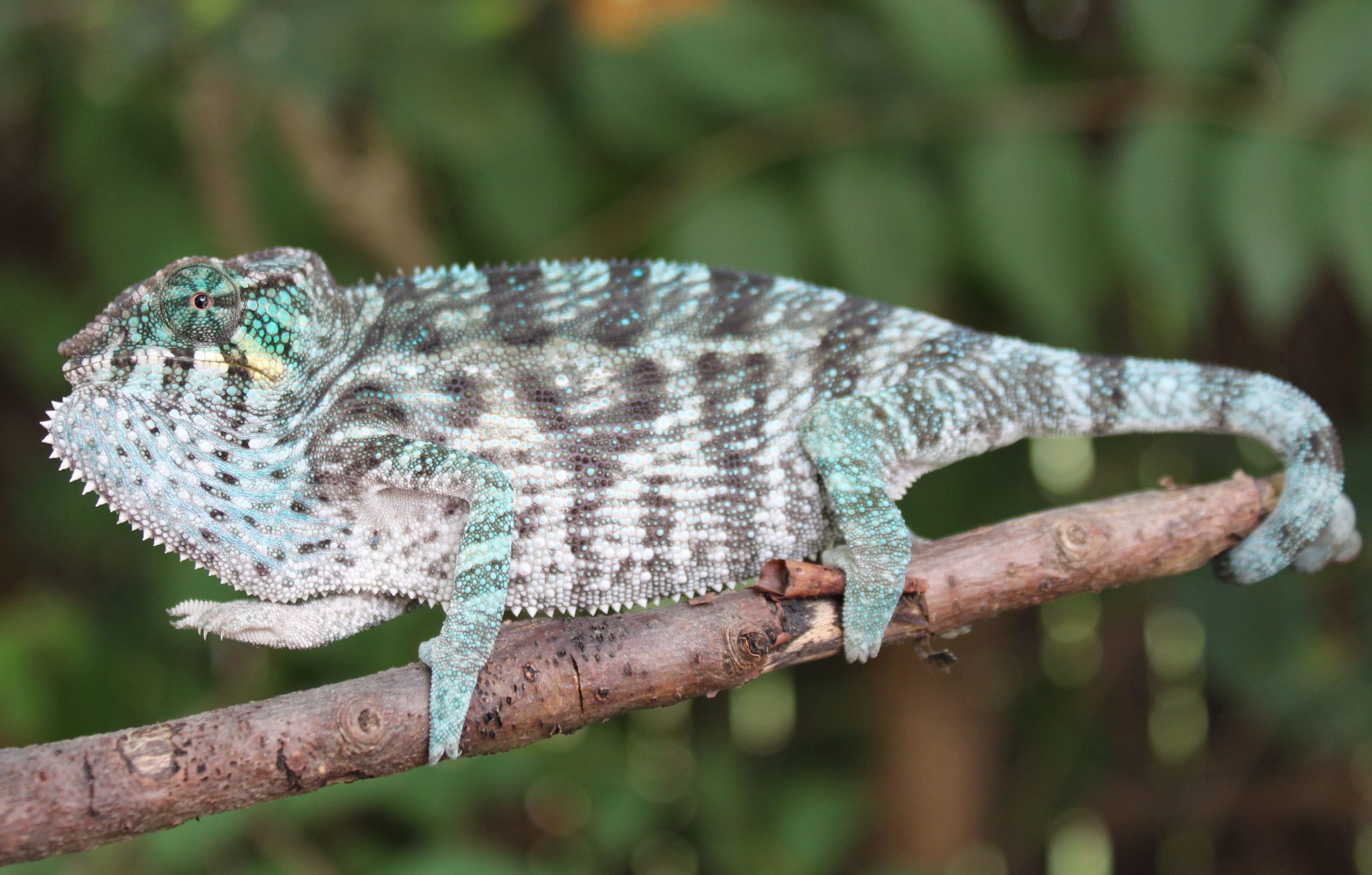 Panther Chameleon For Sale - Chromatic Chameleons