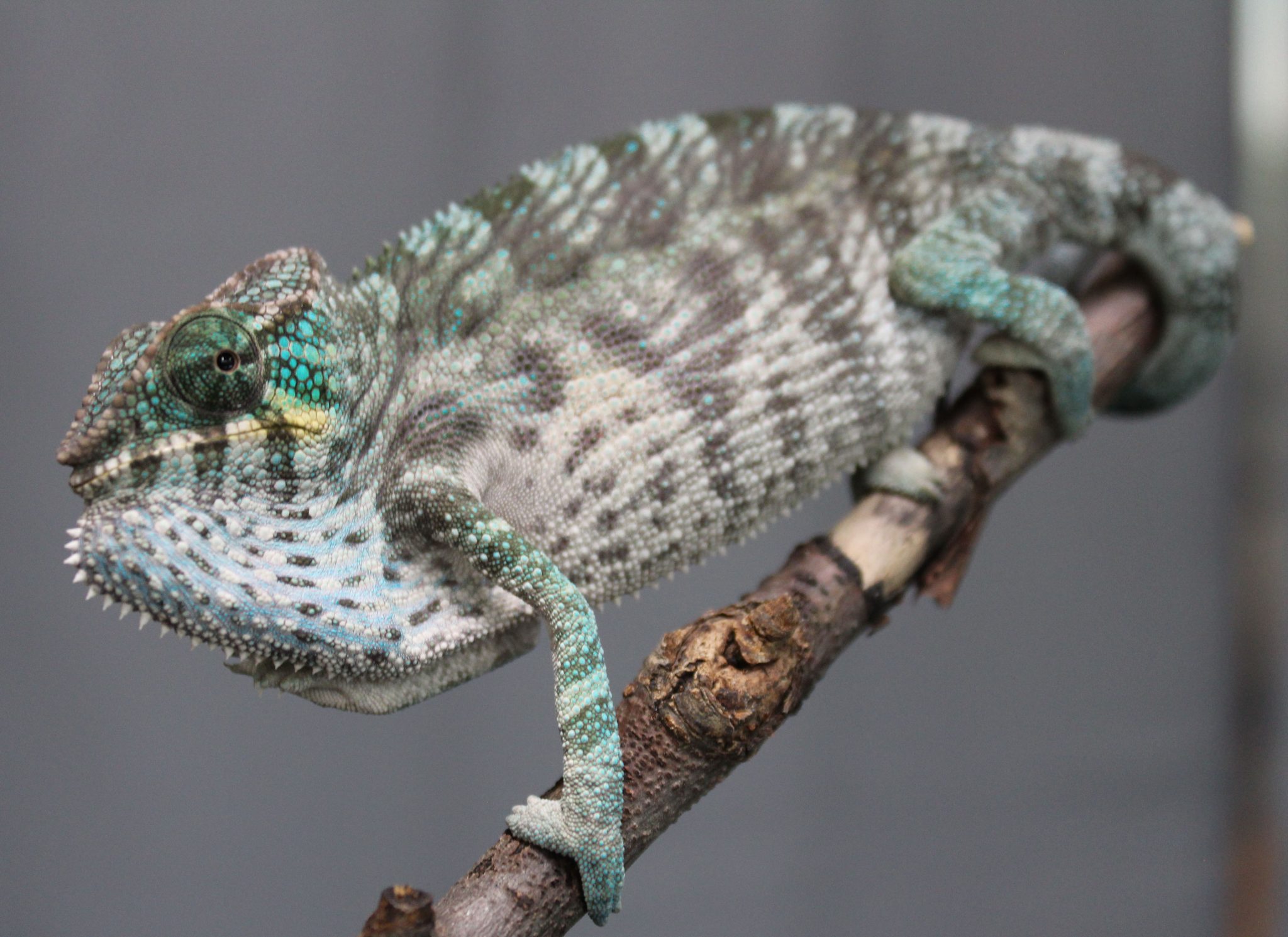 Panther Chameleons For Sale - Chromatic Chameleons