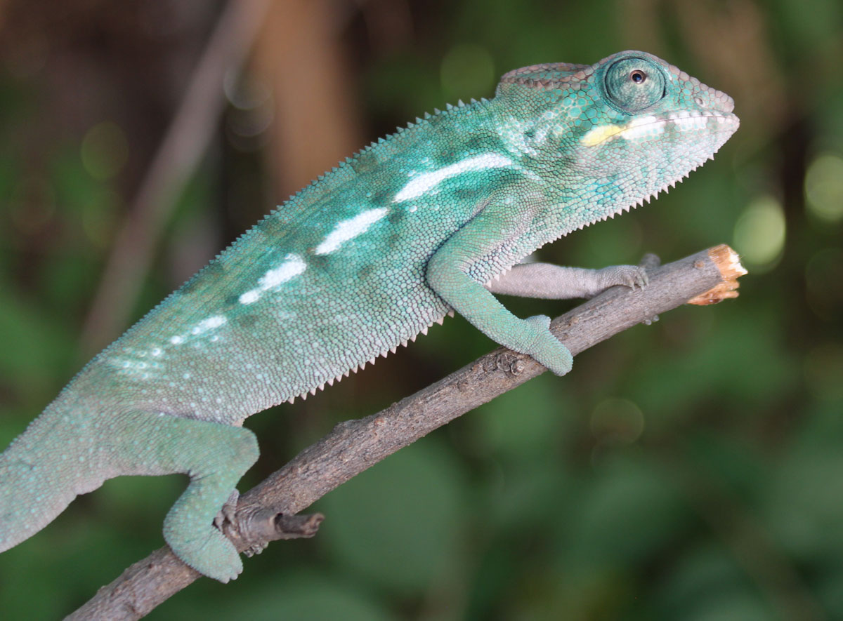 Panther Chameleons For Sale - Chromatic Chameleons