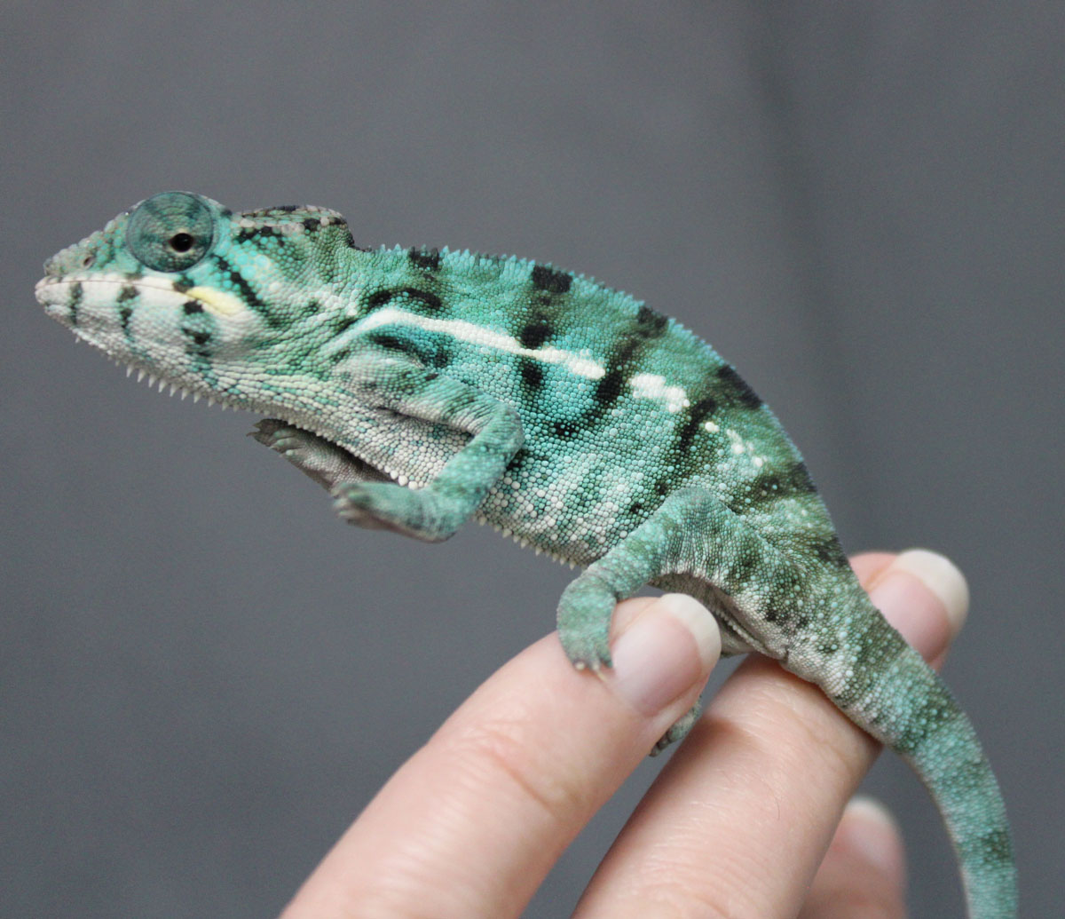 Panther Chameleons For Sale - Chromatic Chameleons