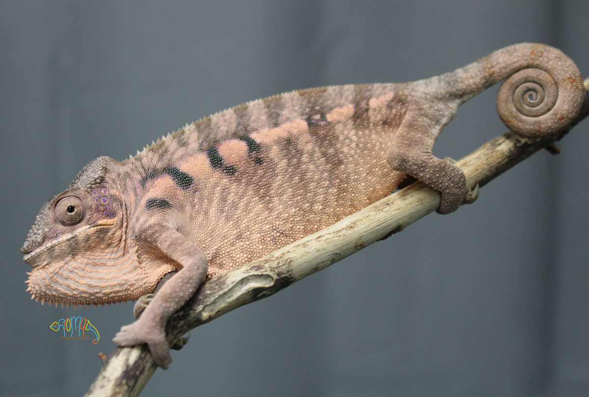 Panther Chameleon CBB Premium Juveniles- Ambilobe local – Reptile